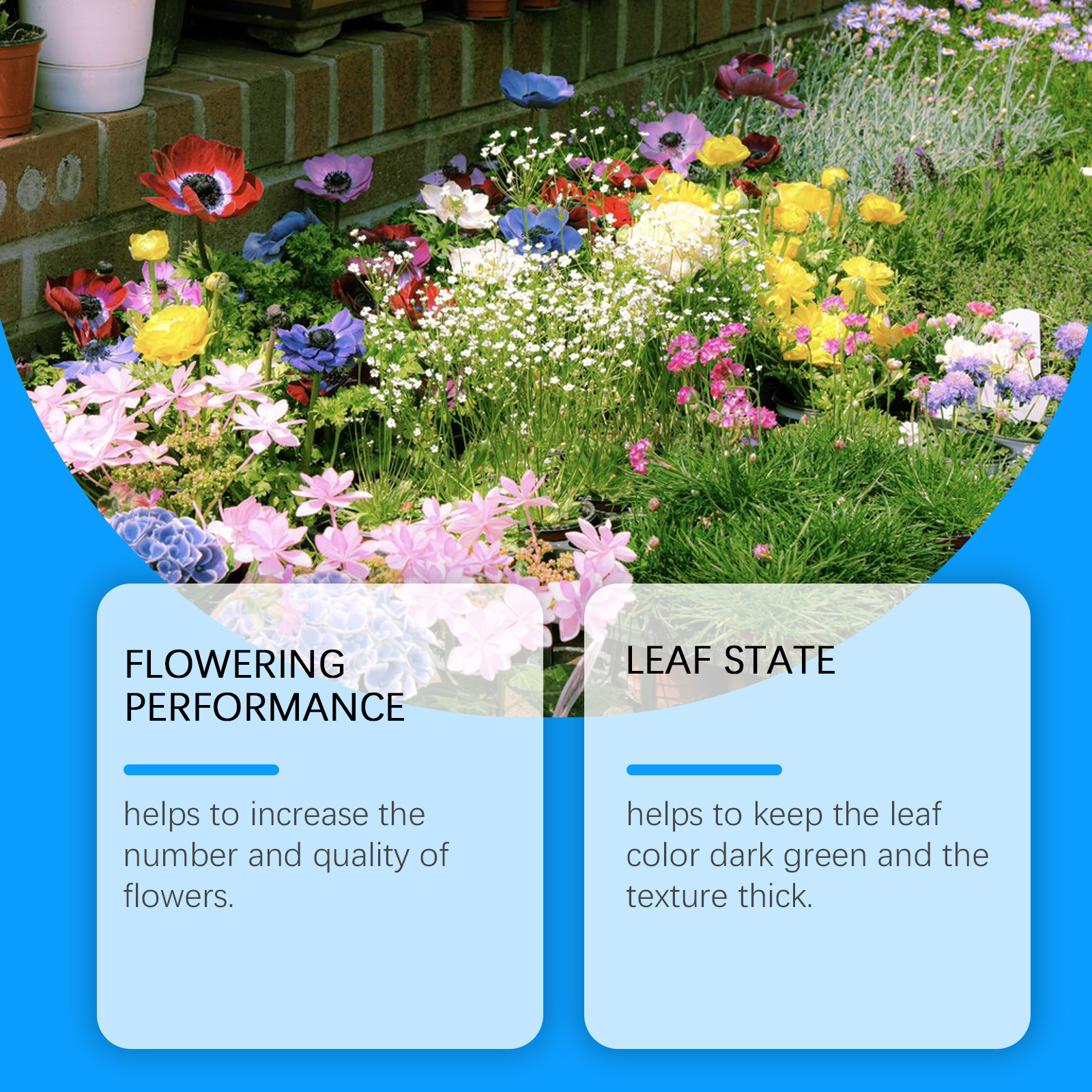 Flower Nutrient Solution Liqui - Nutrition & Fitness Station avis et prix