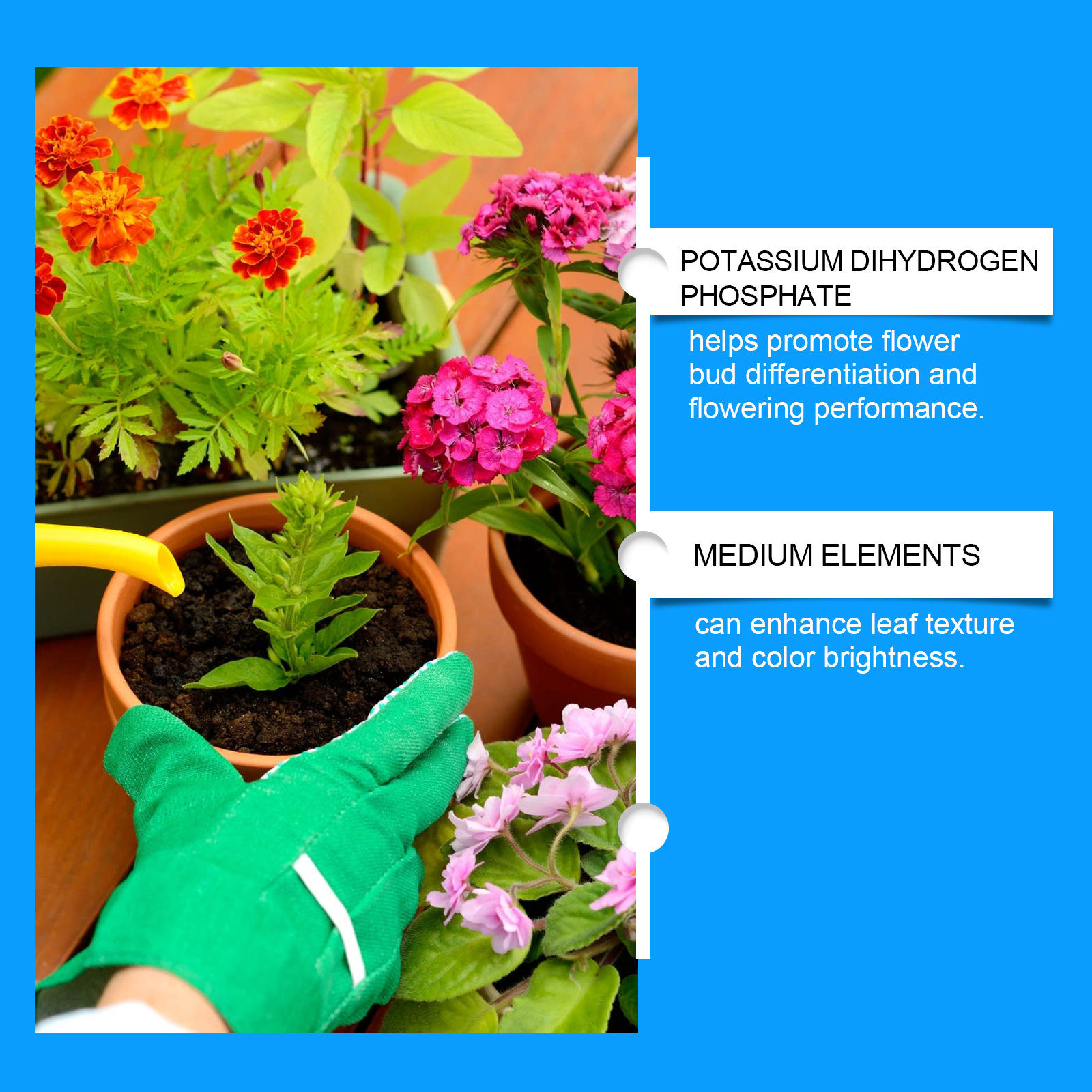Flower Nutrient Solution Liqui - Nutrition & Fitness Station avis et prix